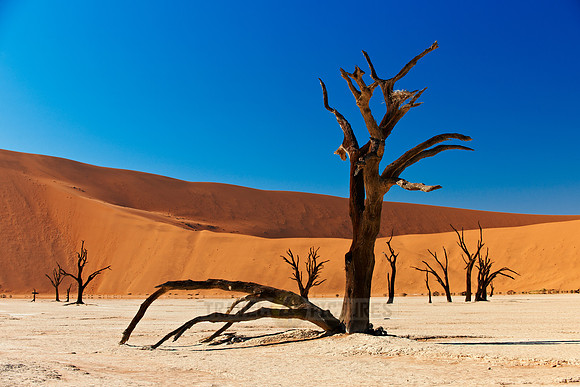 Deadvlei, famous desert landscape of Namib