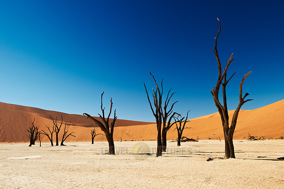Deadvlei, famous desert landscape of Namib