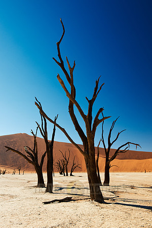 Deadvlei, famous desert landscape of Namib