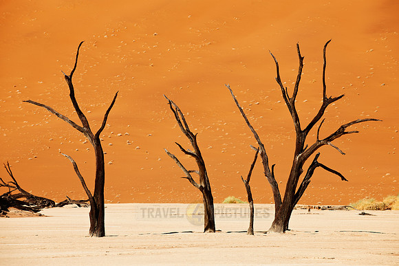 Deadvlei, famous desert landscape of Namib