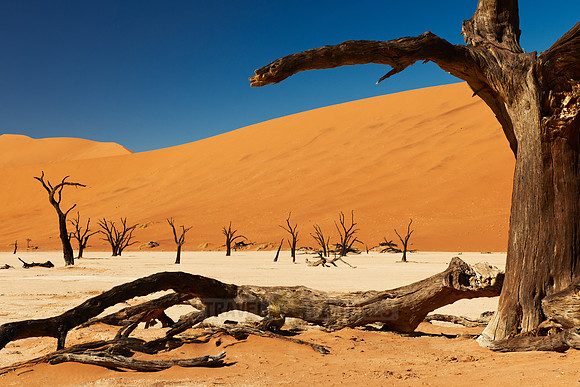 Deadvlei, famous desert landscape of Namib