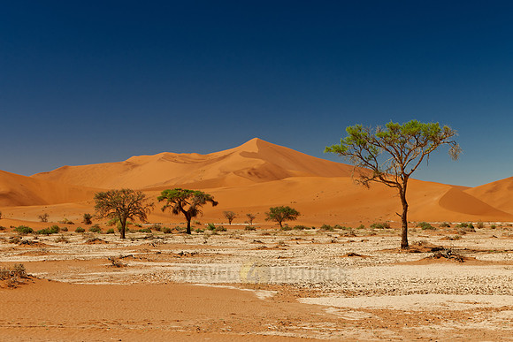 tree in desert landscape of Namib at Sossusvlei