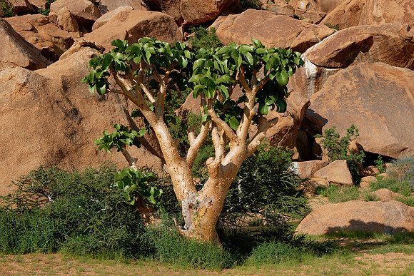 Spitzkoppe