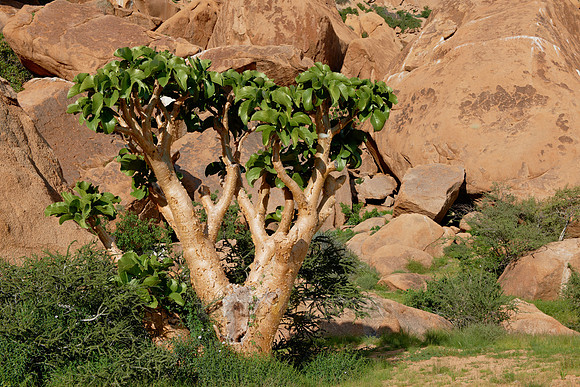 Spitzkoppe