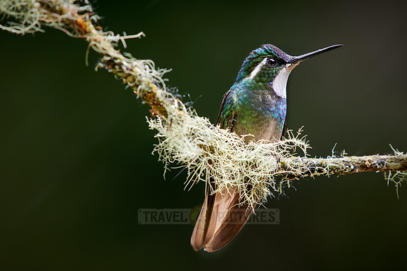 male white-throated mountaingem or white-throated mountain-gem (Lampornis castaneoventris)