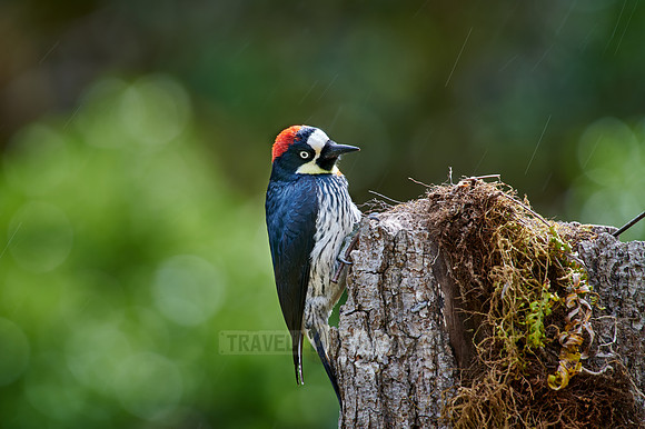 acorn woodpecker (Melanerpes formicivorus)