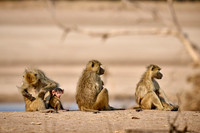 yellow baboon (Papio cynocephalus) with babys