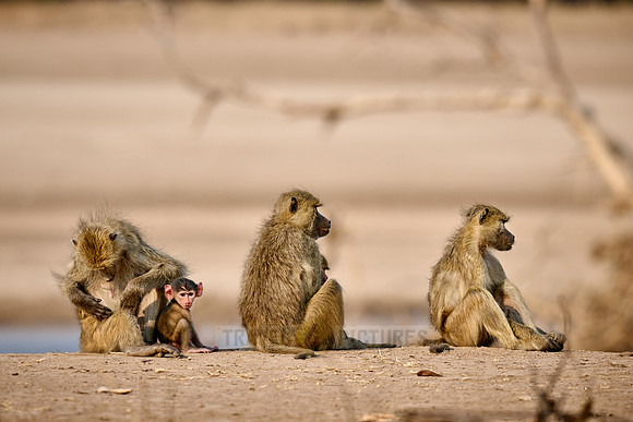 yellow baboon (Papio cynocephalus) with babys