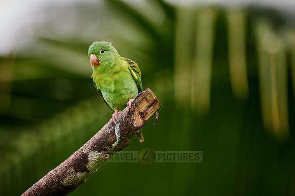 orange-chinned parakeet (Brotogeris jugularis)