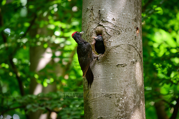 black woodpecker feeds fledgling at tree hollow