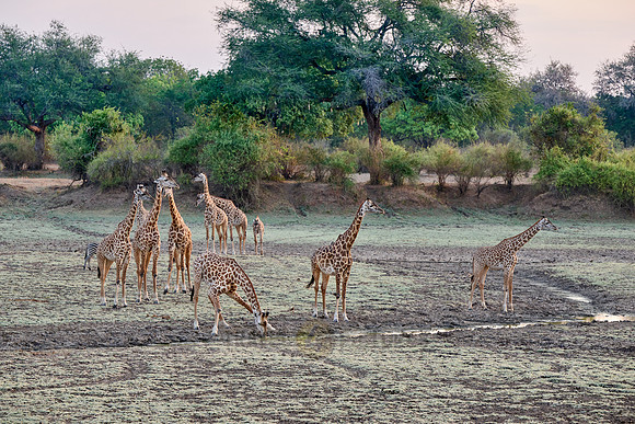 Thornicroft's giraffe (Giraffa camelopardalis thornicrofti)