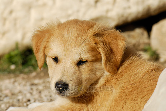 little pups of a mixed breed dog