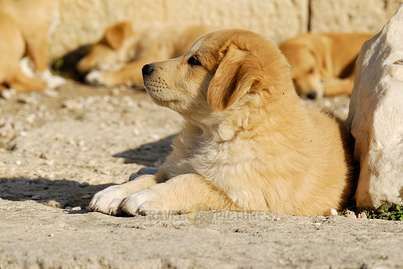 little pups of a mixed breed dog