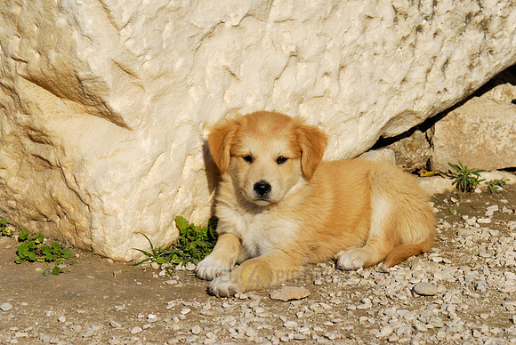 little pups of a mixed breed dog
