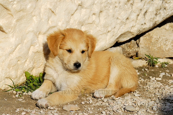little pups of a mixed breed dog