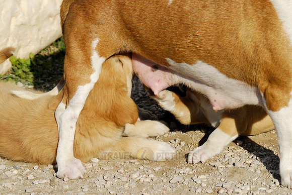 Mixed breed dog suckling her pups