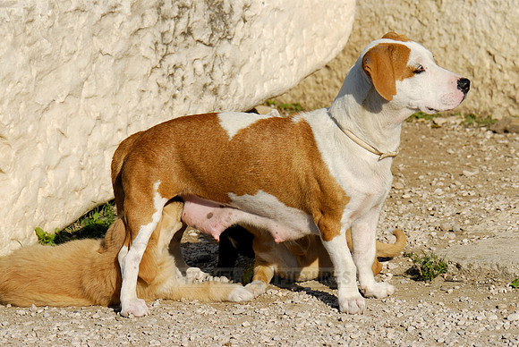 Mixed breed dog suckling her pups
