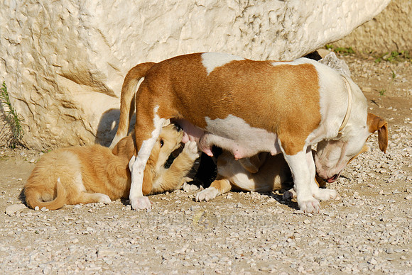 Mixed breed dog suckling her pups