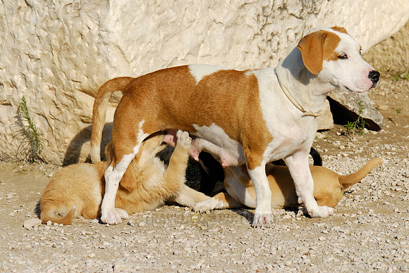 Mixed breed dog suckling her pups