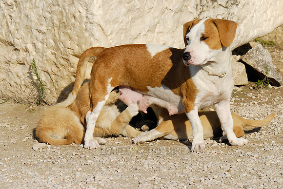 Mixed breed dog suckling her pups