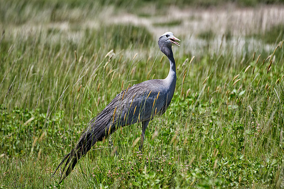 Blue crane