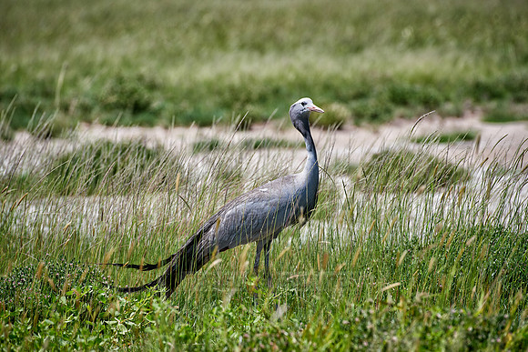 Blue crane