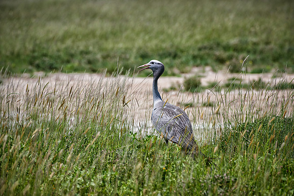 Blue crane