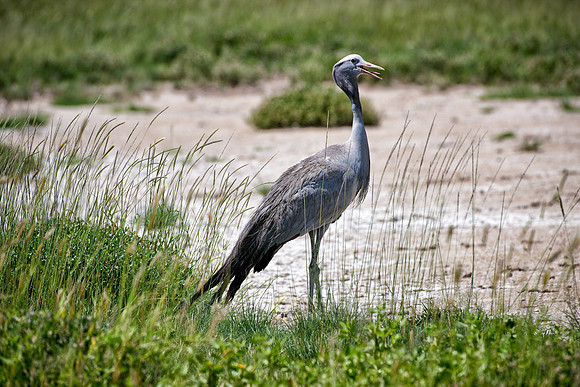 Blue crane