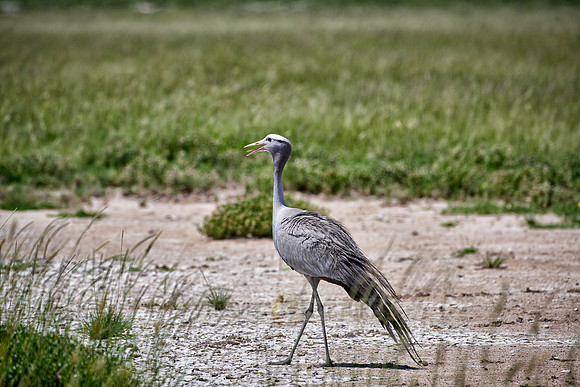 Blue crane