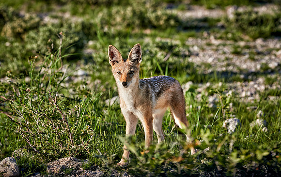 Black-backed jackal