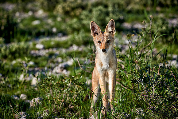 Black-backed jackal