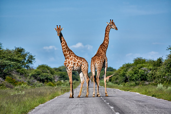 giraffes on road