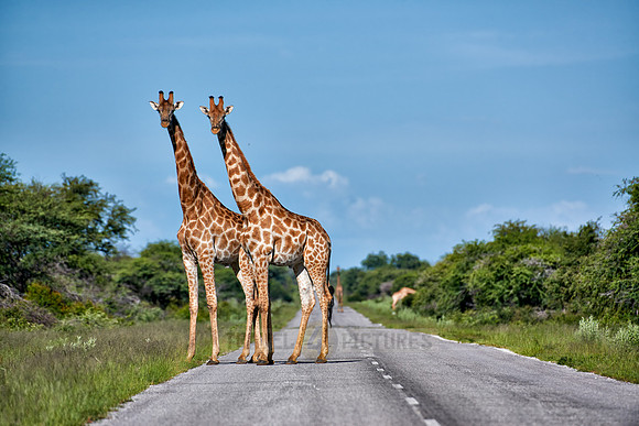 giraffes on road