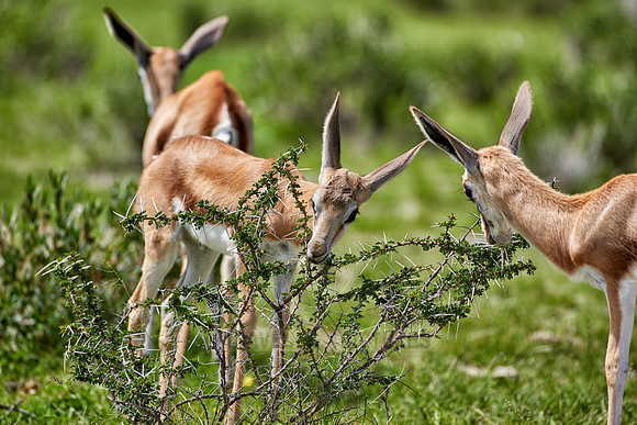 young Springbok