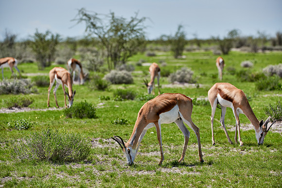 Springbok