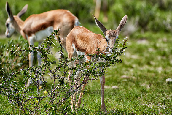 young Springbok