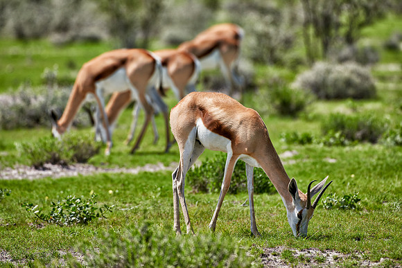 Springbok
