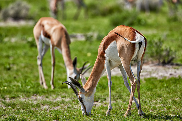Springbok