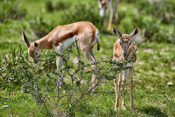young Springbok