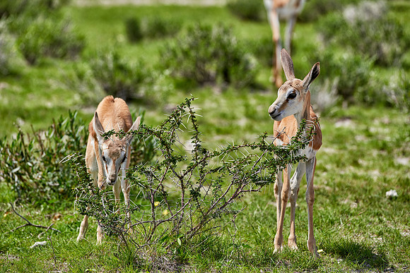 young Springbok