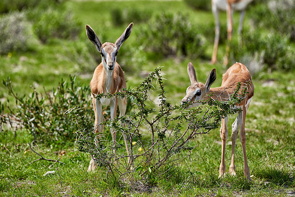 young Springbok