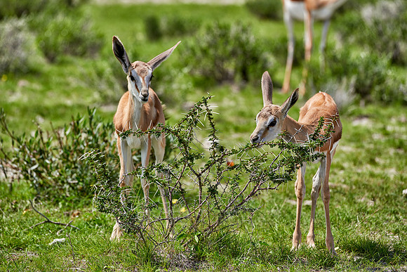 young Springbok