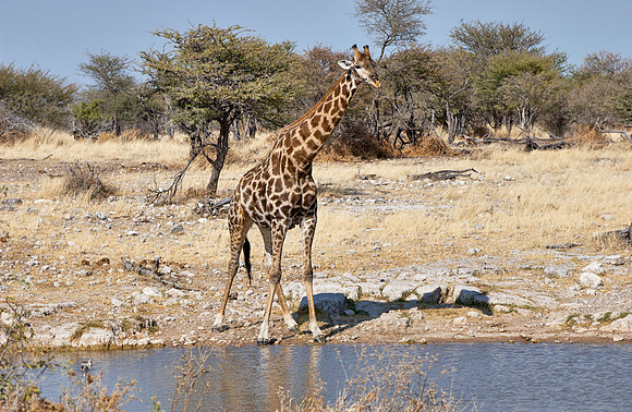 giraffe at waterhole in Etosha National Park