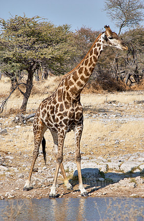 giraffe at waterhole in Etosha National Park