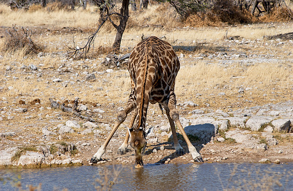 giraffe at waterhole in Etosha National Park