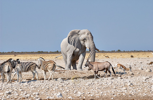 huge male African bush elephant