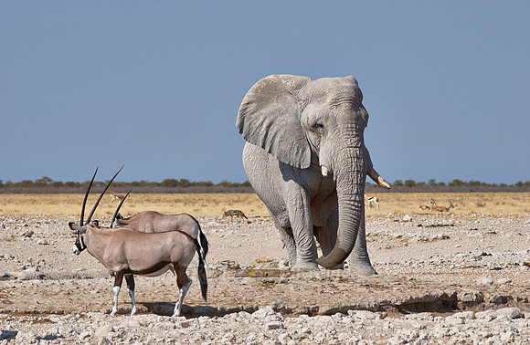huge male African bush elephant