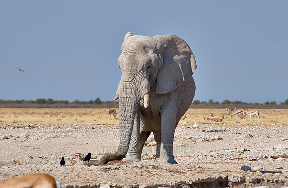 huge male African bush elephant
