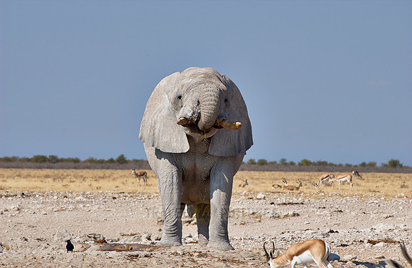huge male African bush elephant