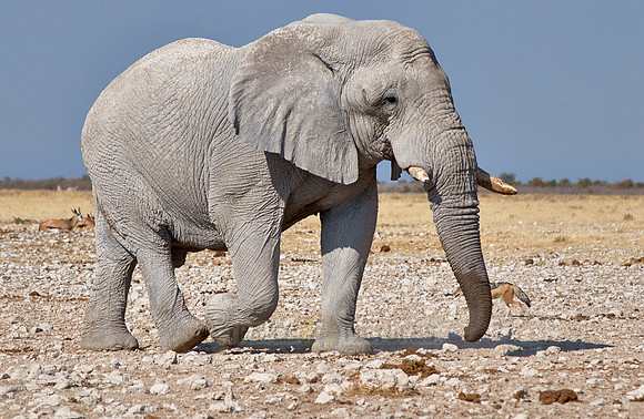 huge male African bush elephant